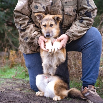 Собаки в добрые руки - Жорик - 4