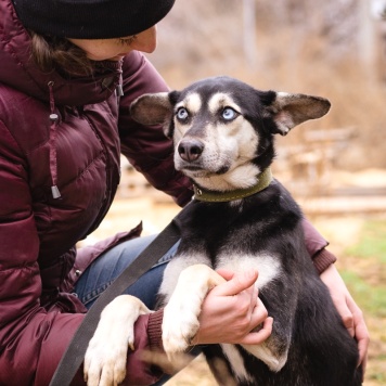 Собаки в добрые руки - Аляска