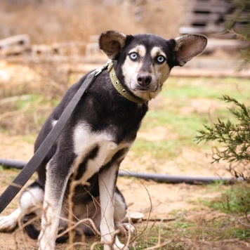 Собаки в добрые руки - Аляска - 2