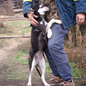 Собаки в добрые руки - Аляска - 3