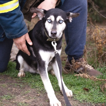Собаки в добрые руки - Аляска - 4
