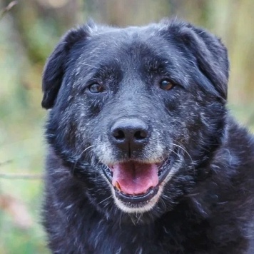 Собаки в добрые руки - Халиф