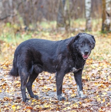 Собаки в добрые руки - Халиф - 1