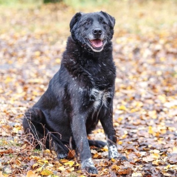 Собаки в добрые руки - Халиф - 2