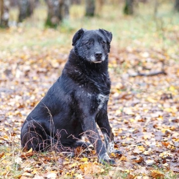 Собаки в добрые руки - Халиф - 3