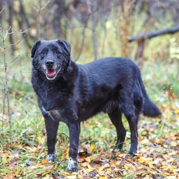 Собаки в добрые руки - Халиф - 4