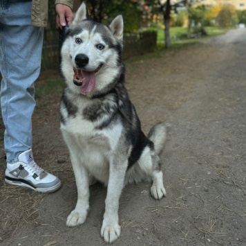 Собаки в добрые руки - Акира