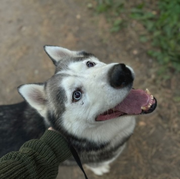 Собаки в добрые руки - Акира - 1
