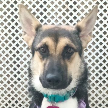 Альфа - Собаки в добрые руки