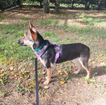 Собаки в добрые руки - Альфа - 1