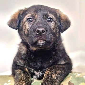 Собаки в добрые руки - Элли и Тотошка