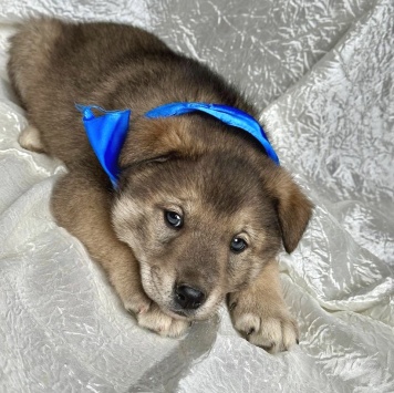 Собаки в добрые руки - Барон