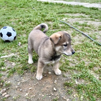 Собаки в добрые руки - Барон - 1
