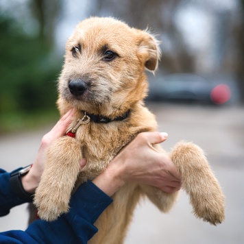 Собаки в добрые руки - Зевс - 1