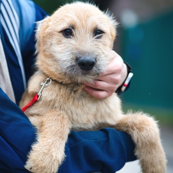 Собаки в добрые руки - Зевс - 2