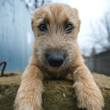 Собаки в добрые руки - Зевс - 3