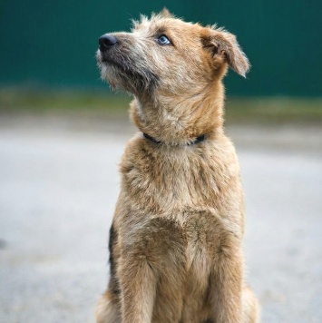 Собаки в добрые руки - Зевс - 4