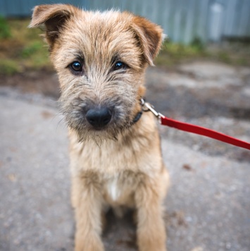 Мотя - Собаки в добрые руки