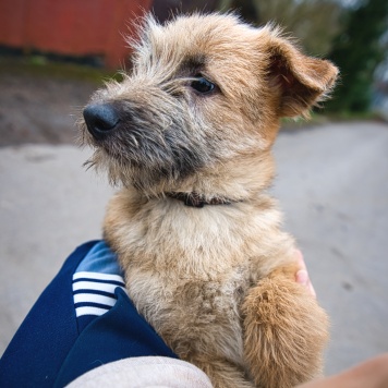 Собаки в добрые руки - Мотя - 1