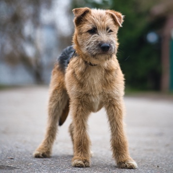 Собаки в добрые руки - Мотя - 2