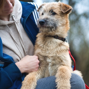 Собаки в добрые руки - Мотя - 3