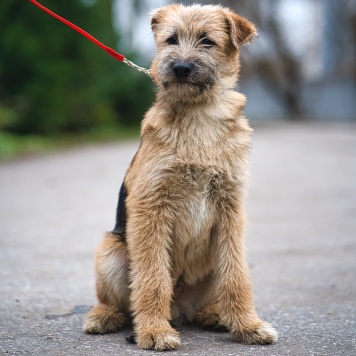 Собаки в добрые руки - Мотя - 4