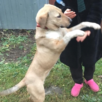 Собаки в добрые руки - Вета