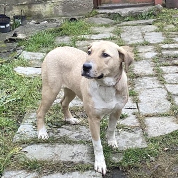 Собаки в добрые руки - Вета - 1