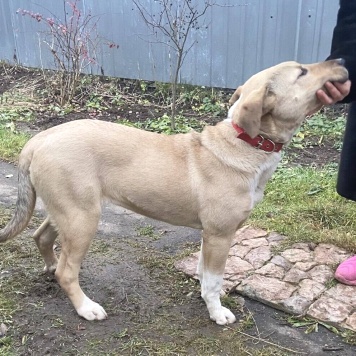 Собаки в добрые руки - Вета - 2