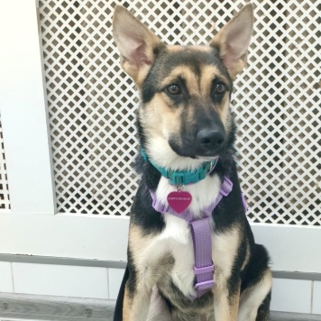 Альфа - Собаки в добрые руки