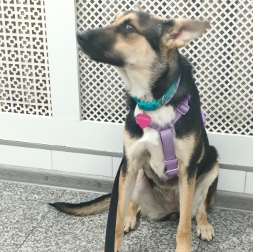 Собаки в добрые руки - Альфа - 1