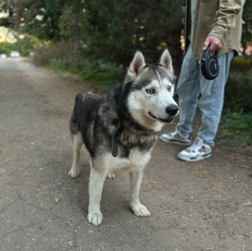 Собаки в добрые руки - Акира