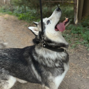 Собаки в добрые руки - Акира - 1