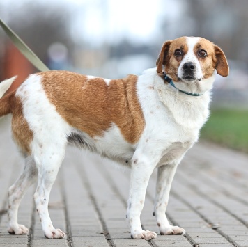 Собаки в добрые руки - Руна