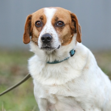 Собаки в добрые руки - Руна - 1