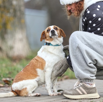 Собаки в добрые руки - Руна - 2