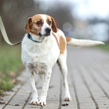 Собаки в добрые руки - Руна - 3