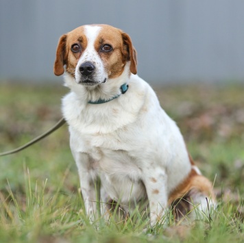 Собаки в добрые руки - Руна - 4