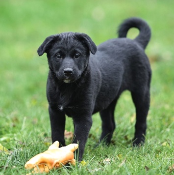Собаки в добрые руки - Мико