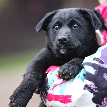 Собаки в добрые руки - Мико - 1