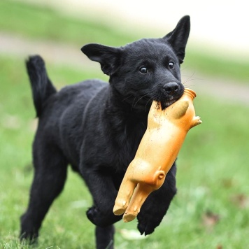 Собаки в добрые руки - Мико - 2