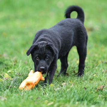 Собаки в добрые руки - Мико - 3