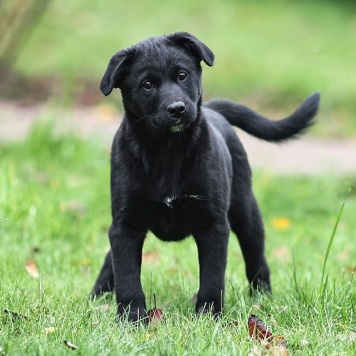 Собаки в добрые руки - Мико - 4
