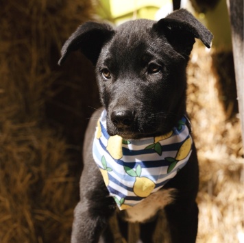 Собаки в добрые руки - Кай