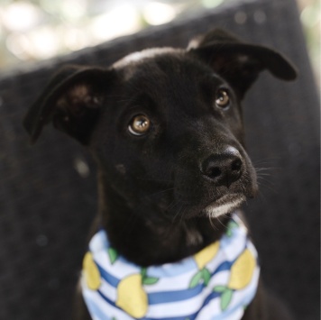 Собаки в добрые руки - Кай - 1