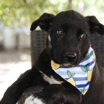 Собаки в добрые руки - Кай - 2