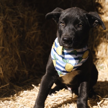 Собаки в добрые руки - Кай - 3
