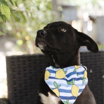 Собаки в добрые руки - Кай - 4