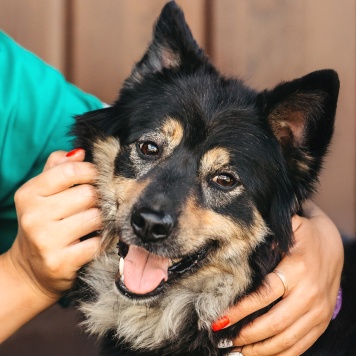 Собаки в добрые руки - Нуар