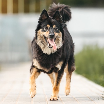 Собаки в добрые руки - Нуар - 1